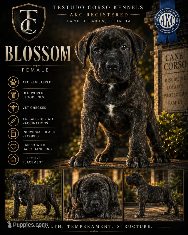Blossom — Female Cane Corso – Cane Corso puppy for sale in Land O Lakes, FL