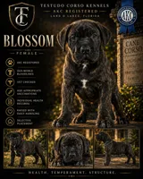 Blossom — Female Cane Corso, a female Cane Corso for sale in Land O Lakes, FL – 1 of 4