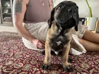 Yoshi — Male Cane Corso, a male Cane Corso for sale in Land O Lakes, FL – 3 of 5
