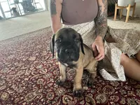 Yoshi — Male Cane Corso, a male Cane Corso for sale in Land O Lakes, FL – 5 of 5