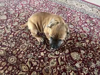 Mader — Male Cane Corso, a male Cane Corso for sale in Land O Lakes, FL – 3 of 5