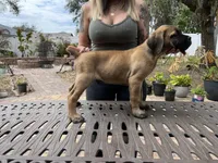 "Potato" Formentino Boy, a male Cane Corso for sale in Land O Lakes, FL – Photo 1 of 3