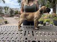 "Potato" Formentino Boy, a male Cane Corso for sale in Land O Lakes, FL – Photo 2 of 3