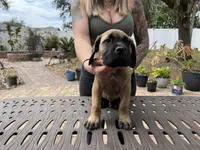 "Potato" Formentino Boy, a male Cane Corso for sale in Land O Lakes, FL – Photo 3 of 3