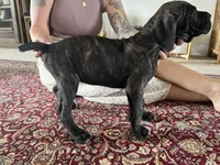 Blossom — Female Cane Corso, a female Cane Corso for sale in Land O Lakes, FL – 4 of 4