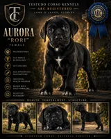Aurora “Rori” — Female Cane Corso, a female Cane Corso for sale in Land O Lakes, FL – 1 of 5