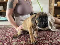 Belle — Female Cane Corso, a female Cane Corso for sale in Land O Lakes, FL – 2 of 4