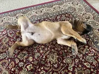 Mader — Male Cane Corso, a male Cane Corso for sale in Land O Lakes, FL – 4 of 5