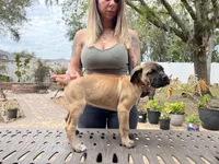 "Delilah" Formentino Female, a female Cane Corso for sale in Land O Lakes, FL – Photo 5 of 5