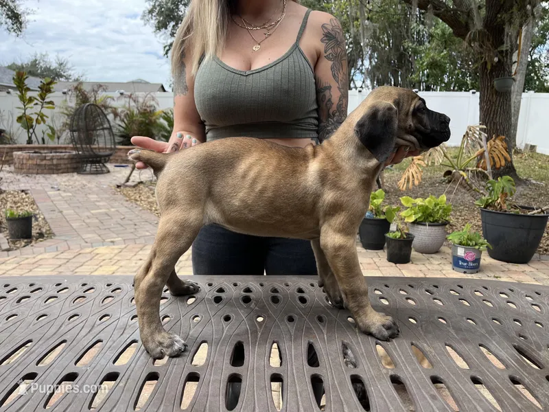 "Delilah" Formentino Female, a female Cane Corso for sale in Land O Lakes, FL – Photo 1 of 5