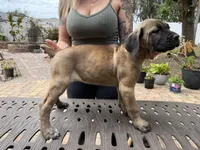 "Delilah" Formentino Female, a female Cane Corso for sale in Land O Lakes, FL – Photo 3 of 5