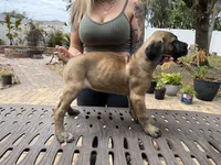 "Delilah" Formentino Female, a female Cane Corso for sale in Land O Lakes, FL – Photo 4 of 5