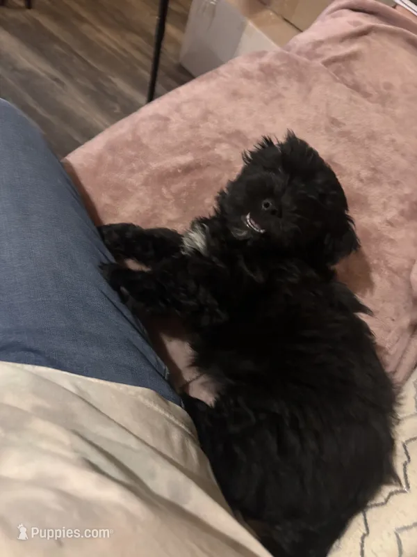 Koda – Maltipoo puppy for sale in San Antonio, TX