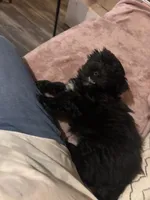 Koda, a male Maltipoo for sale in San Antonio, TX – 1 of 4