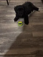 Koda, a male Maltipoo for sale in San Antonio, TX – 2 of 4