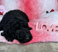 Leo, a male Goldendoodle for sale in Washburn, MO – Photo 2 of 2