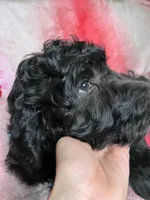 Leo, a male Goldendoodle for sale in Washburn, MO – Photo 1 of 2