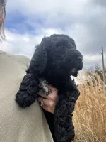 simba, a male Goldendoodle for sale in Washburn, MO – Photo 5 of 5