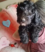 simba, a male Goldendoodle for sale in Washburn, MO – Photo 3 of 5