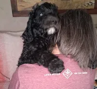 simba, a male Goldendoodle for sale in Washburn, MO – Photo 2 of 5