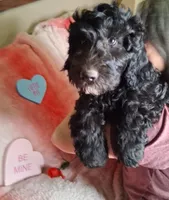 simba, a male Goldendoodle for sale in Washburn, MO – Photo 1 of 5