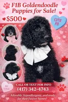 ellie, a female Goldendoodle for sale in Washburn, MO – Photo 4 of 7