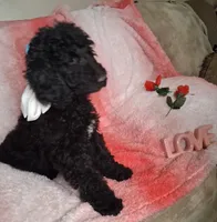 ellie, a female Goldendoodle for sale in Washburn, MO – Photo 3 of 7