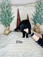 ellie, a female Goldendoodle for sale in Washburn, MO – Photo 6 of 7