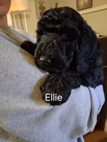 ellie, a female Goldendoodle for sale in Washburn, MO – Photo 5 of 7