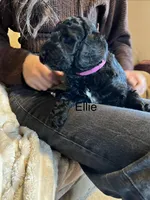 ellie, a female Goldendoodle for sale in Washburn, MO – Photo 7 of 7