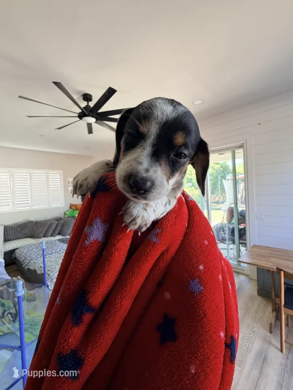 Fonzi – Miniature Dachshund puppy for sale in Whittier, CA