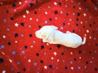 Pearl, a female Miniature Dachshund for sale in Whittier, CA – 4 of 5