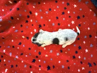 Fonzi, a female Miniature Dachshund for sale in Whittier, CA – 2 of 3