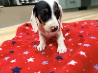Domino, a female Miniature Dachshund for sale in Whittier, CA – 3 of 5