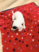 Domino, a female Miniature Dachshund for sale in Whittier, CA – 5 of 5