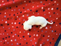 Pearl, a female Miniature Dachshund for sale in Whittier, CA – 3 of 5