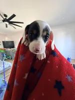 Bat girl, a female Miniature Dachshund for sale in Whittier, CA – 1 of 4