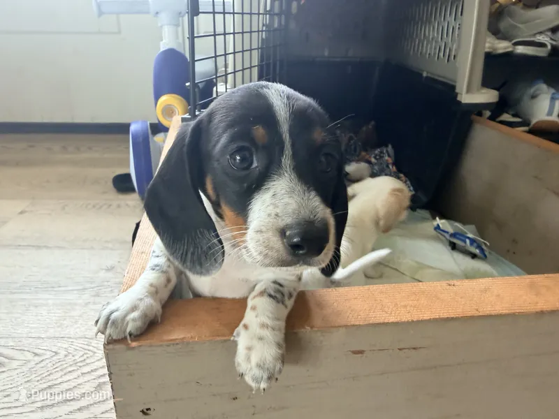 Muffin – Miniature Dachshund puppy for sale in Whittier, CA