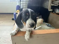 Muffin, a female Miniature Dachshund for sale in Whittier, CA – 1 of 4