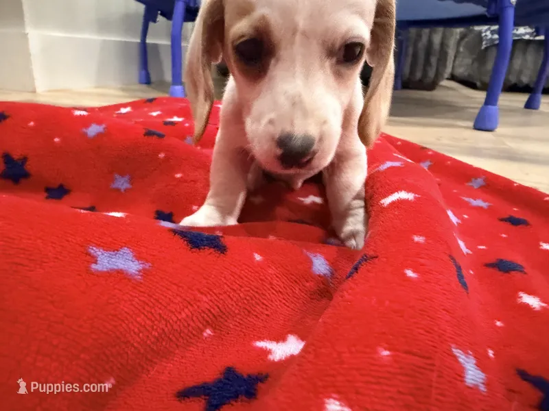 Walter – Miniature Dachshund puppy for sale in Whittier, CA