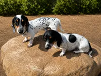 Pearl, a female Miniature Dachshund for sale in Whittier, CA – 2 of 5