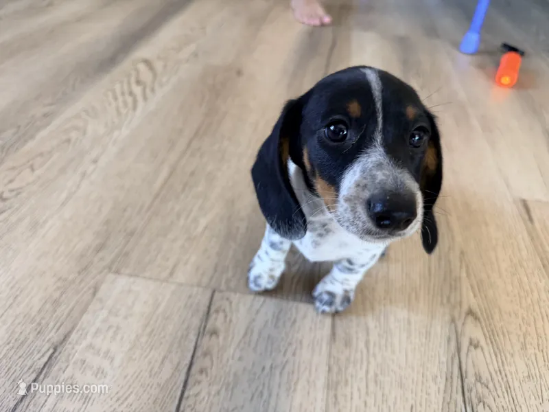 Muffin – Miniature Dachshund puppy for sale in Whittier, CA