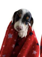 Fonzi, a female Miniature Dachshund for sale in Whittier, CA – 3 of 3