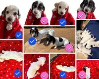 Pearl, a female Miniature Dachshund for sale in Whittier, CA – 5 of 5