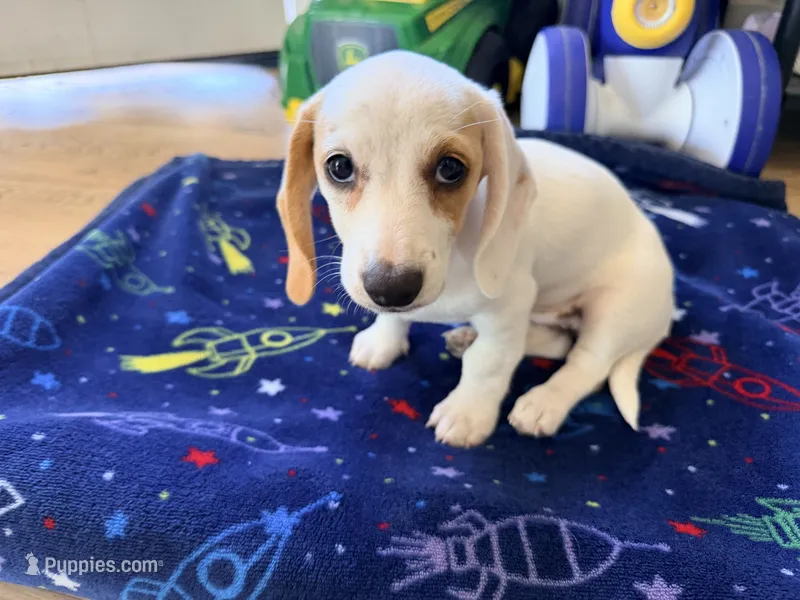 Pearl – Miniature Dachshund puppy for sale in Whittier, CA