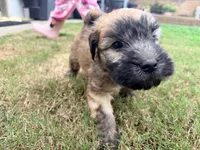 Daisy, a male Soft Coated Wheaten Terrier for sale in Whittier, CA – Photo 1 of 3