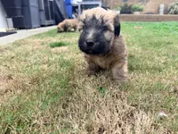 Daisy, a male Soft Coated Wheaten Terrier for sale in Whittier, CA – Photo 2 of 3