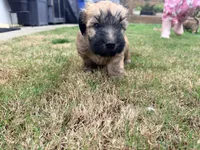 Daisy, a male Soft Coated Wheaten Terrier for sale in Whittier, CA – Photo 3 of 3