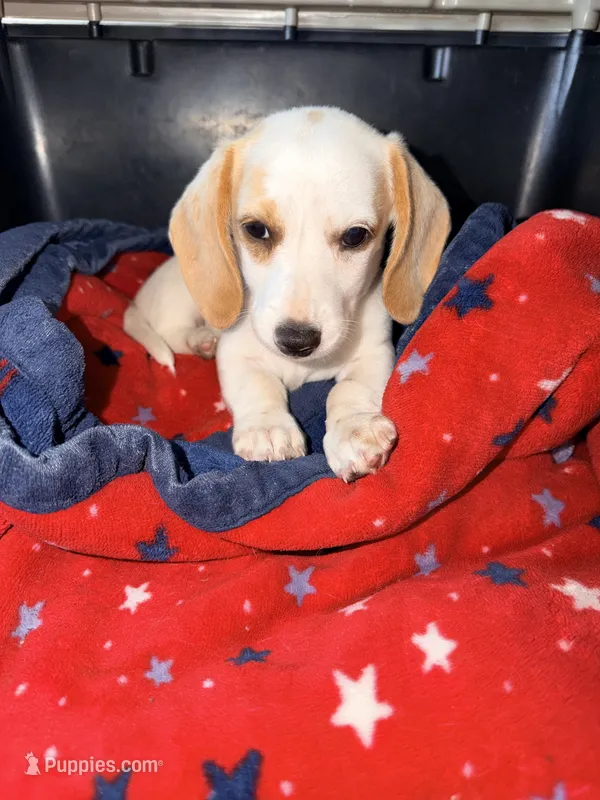Fonzi – Miniature Dachshund puppy for sale in Whittier, CA