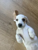Pearl, a female Miniature Dachshund for sale in Whittier, CA – 1 of 6